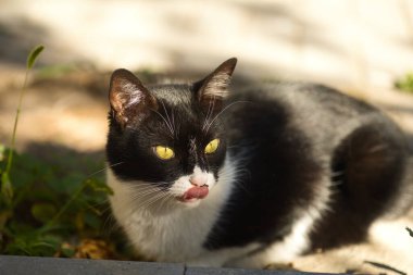 Siyah beyaz tüylü evcil kedi portresi