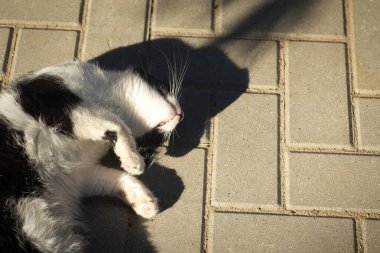 Siyah beyaz tüylü evcil kedi portresi