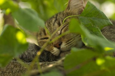 Çizgili sevimli bir evcil kedinin portresi
