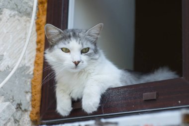 Gri tüylü evcil bir kedinin portresi