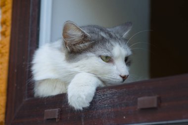 Gri tüylü evcil bir kedinin portresi