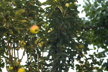 Yeşil yapraklı ağaçtaki yeşil elmalar