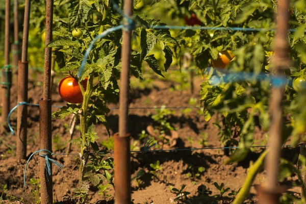 Tomates Maduros Vermelhos Jardim Dia Ensolarado — Fotografia de Stock