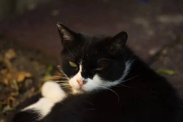부드러운 고양이의 초상화 — 스톡 사진