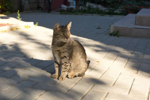 Muotokuva Raidallinen Söpö Kotimainen Kissa — kuvapankkivalokuva