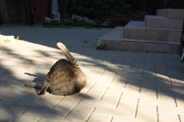 Portrait Striped Cute Domestic Cat — Stock Photo, Image