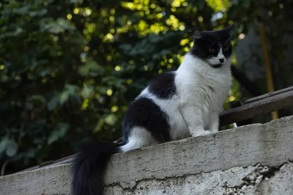Portrait Black White Fluffy Domestic Cat — Stock Photo, Image