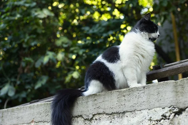 Retrato Gato Doméstico Peludo Blanco Negro — Foto de Stock