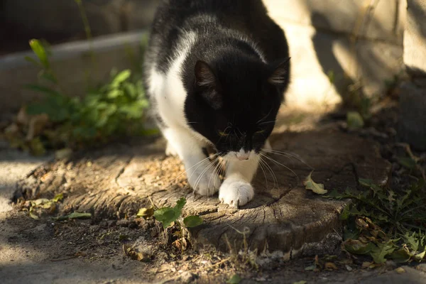 Siyah Beyaz Tüylü Evcil Kedi Portresi — Stok fotoğraf