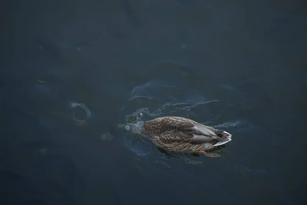 Beautiful Ducks Swim Lake Summer — Stock Photo, Image