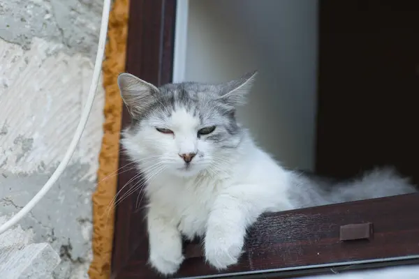 Portrait Gray Fluffy Domestic Cat — Stock Photo, Image