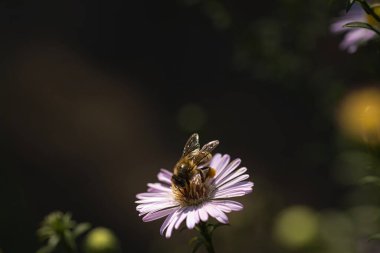 Güneşli bir günde, küçük mor çiçeklerde şeffaf kanatlı böcek.
