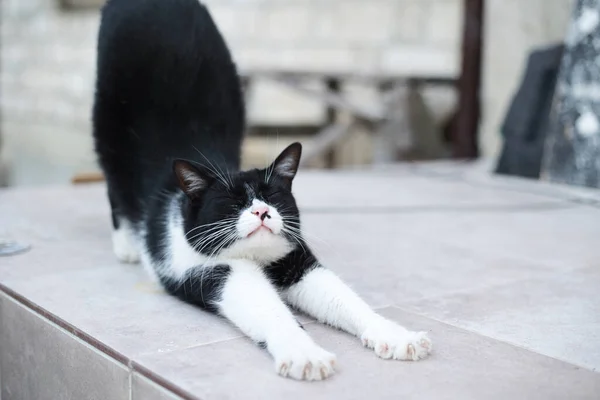 black and white cat stretching on the porch
