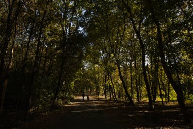 Köknar ağacı ormanı güneşli bir günde, çalıların üzerinde sarı yapraklar