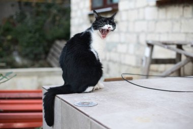 Siyah beyaz kedi verandada esniyor.