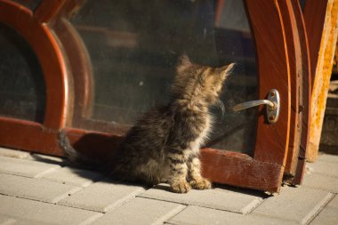 Küçük tüylü bir tekir kedi kameraya poz veriyor ve sevimli sarı gözleriyle bakıyor.