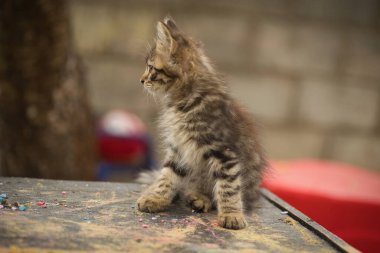 Küçük tüylü bir tekir kedi kameraya poz veriyor ve sevimli sarı gözleriyle bakıyor.