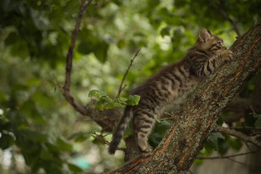 Küçük tüylü bir tekir kedi kameraya poz verir ve ağaca tırmanır.