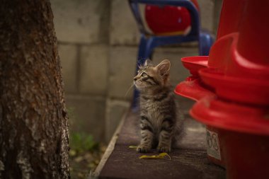 Yumuşak tekir kedi ağaçtan bir platformun yanındaki çiçek tarhında oynar.