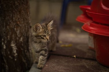 Küçük tüylü bir tekir kedi kameraya poz veriyor ve sevimli sarı gözleriyle bakıyor.