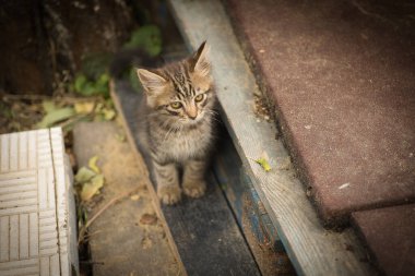 Küçük tüylü bir tekir kedi kameraya poz veriyor ve sevimli sarı gözleriyle bakıyor.