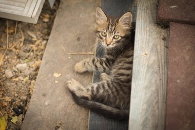 Yumuşak tekir kedi ağaçtan bir platformun yanındaki çiçek tarhında oynar.