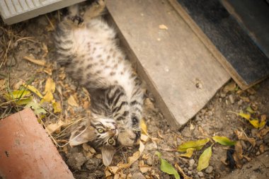 Yumuşak tekir kedi ağaçtan bir platformun yanındaki çiçek tarhında oynar.