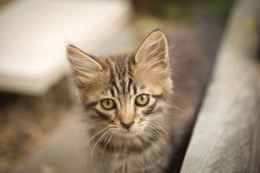 Küçük tüylü bir tekir kedi kameraya poz veriyor ve sevimli sarı gözleriyle bakıyor.