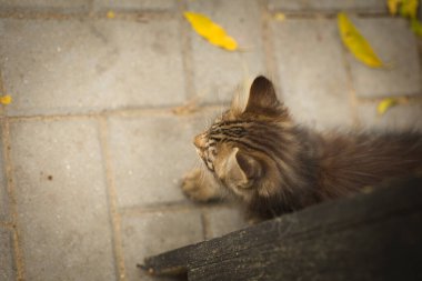 Küçük tüylü bir tekir kedi kameraya poz veriyor ve sevimli sarı gözleriyle bakıyor.