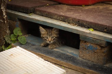 Yumuşak tekir kedi ağaçtan bir platformun yanındaki çiçek tarhında oynar.