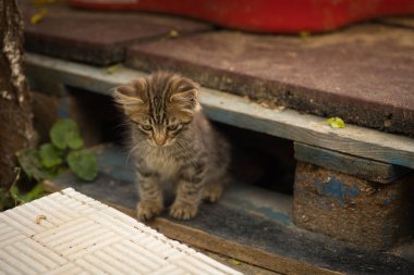 Yumuşak tekir kedi ağaçtan bir platformun yanındaki çiçek tarhında oynar.