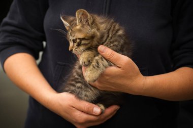 Kollarında küçük tüylü tekir kedi, yeni sahibinin kollarında küçük kedi.