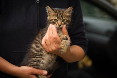 Kollarında küçük tüylü tekir kedi, yeni sahibinin kollarında küçük kedi.