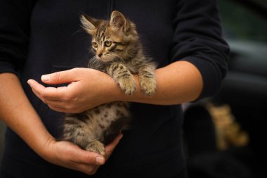 Kollarında küçük tüylü tekir kedi, yeni sahibinin kollarında küçük kedi.