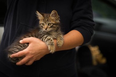 Kollarında küçük tüylü tekir kedi, yeni sahibinin kollarında küçük kedi.