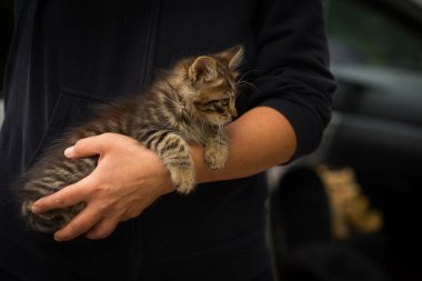 Kollarında küçük tüylü tekir kedi, yeni sahibinin kollarında küçük kedi.