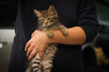 Kollarında küçük tüylü tekir kedi, yeni sahibinin kollarında küçük kedi.