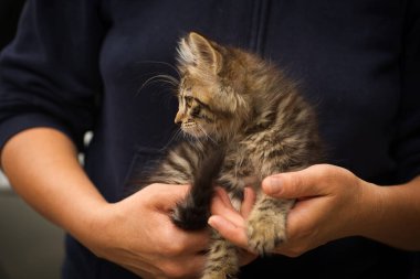 Kollarında küçük tüylü tekir kedi, yeni sahibinin kollarında küçük kedi.