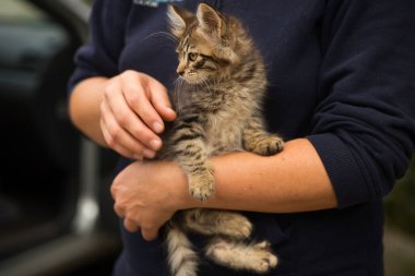 Kollarında küçük tüylü tekir kedi, yeni sahibinin kollarında küçük kedi.