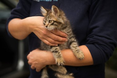 Kollarında küçük tüylü tekir kedi, yeni sahibinin kollarında küçük kedi.