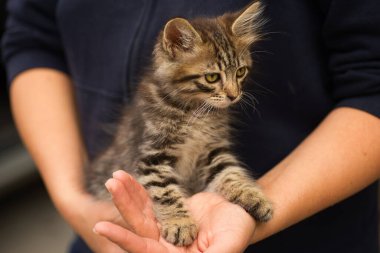 Kollarında küçük tüylü tekir kedi, yeni sahibinin kollarında küçük kedi.