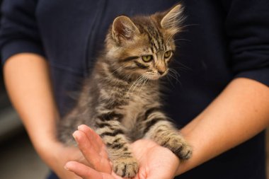 Kollarında küçük tüylü tekir kedi, yeni sahibinin kollarında küçük kedi.