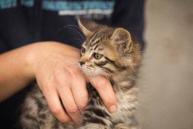 Kollarında küçük tüylü tekir kedi, yeni sahibinin kollarında küçük kedi.