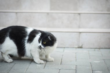 Bir siyah beyaz kedi bir fare yakaladı ve onu başka bir kediden sakladı, fare avlayan bir kedi gibi.