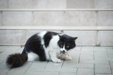 Bir siyah beyaz kedi bir fare yakaladı ve onu başka bir kediden sakladı, fare avlayan bir kedi gibi.