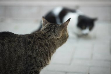 Bir siyah beyaz kedi bir fare yakaladı ve onu başka bir kediden sakladı, fare avlayan bir kedi gibi.