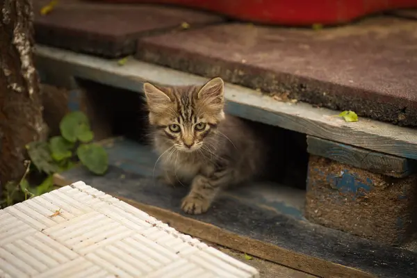 Yumuşak tekir kedi ağaçtan bir platformun yanındaki çiçek tarhında oynar.