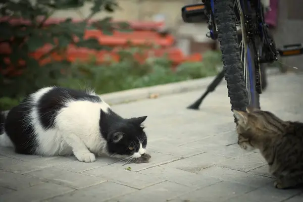 a black and white cat caught a mouse and hides it from another cat, like a cat hunting a mouse