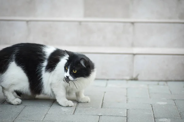 a black and white cat caught a mouse and hides it from another cat, like a cat hunting a mouse