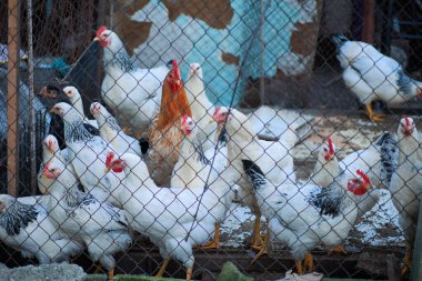 Beyaz tavuklar ve kırmızı horoz ortada metal bir ağın arkasında.